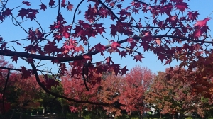 DSC_0610 (2500x1406) (2000x1125).jpg